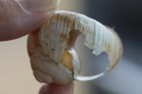 Helix pomatia