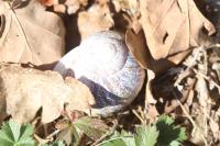 Cornu aspersum