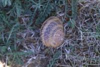 Cornu aspersum