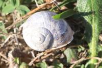 Cornu aspersum