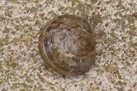 Cornu aspersum