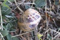 Cornu aspersum