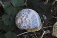 Cornu aspersum