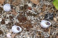 Cornu aspersum