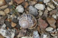 Cornu aspersum
