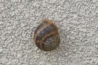 Cornu aspersum