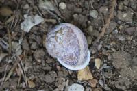 Cornu aspersum