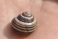 Cepaea nemoralis