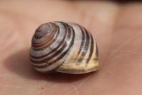 Cepaea nemoralis