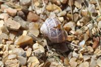 Cornu aspersum