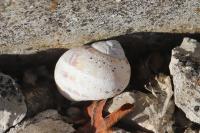 Cornu aspersum