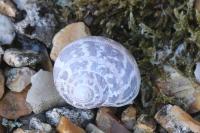 Cornu aspersum