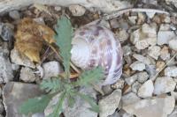 Cornu aspersum