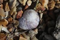 Cornu aspersum