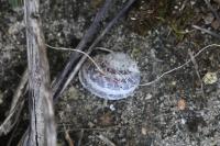 Cornu aspersum