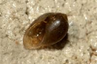 Physa fontinalis