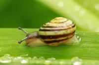 Cepaea hortensis