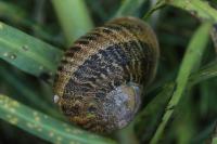 Cornu aspersum
