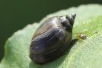 Physella acuta