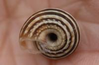 Cernuella aginnica