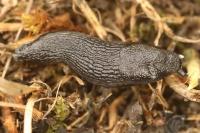 Arion hortensis