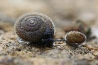 Trochulus hispidus