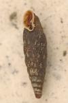 Clausilia bidentata