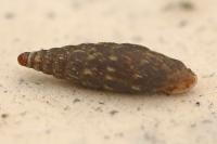 Clausilia bidentata