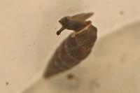 Clausilia bidentata