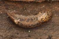 Limax maximus