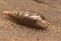 Cochlodina laminata