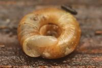 Gonyodiscus rotundatus
