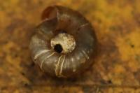 Gonyodiscus rotundatus