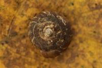 Gonyodiscus rotundatus