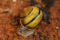 Cepaea hortensis