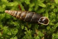 Cochlodina laminata