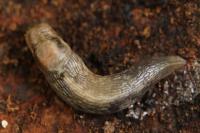 Lehmannia marginata