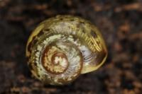 Perforatella incarnata