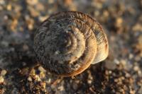 Xeroplexa intersecta