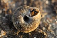 Xeroplexa intersecta