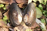 Anodonta cygnea