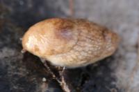 Deroceras reticulatum