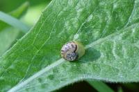 Monacha cartusiana