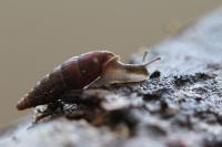 Clausilia bidentata