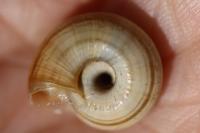 Helicella itala
