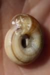 Helicella itala