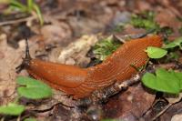 Arion ater rufus