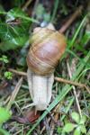 Helix pomatia