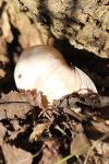 Helix pomatia