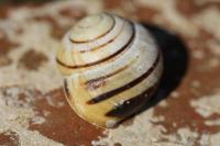 Cepaea nemoralis